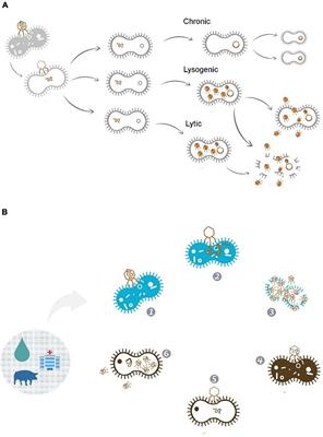 Uses of Bacteriophages as Bacterial Control Tools and Environmental Safety Indicators